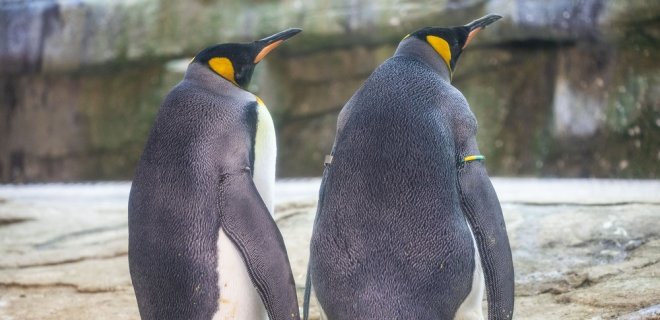 Ученые обнаружили в Антарктике новую колонию пингвинов. Помогли спутники и птичий помет - Фото