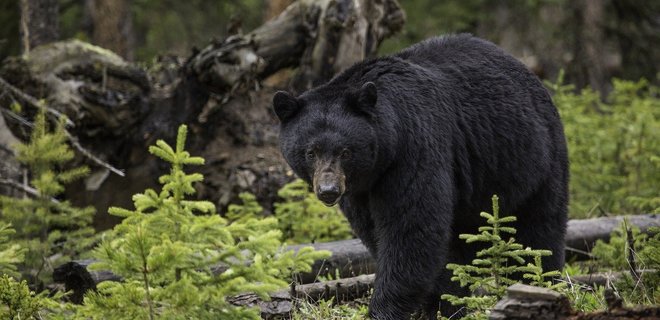 Курьер Amazon отпугнул медведя во время доставки заказа – видео - Фото