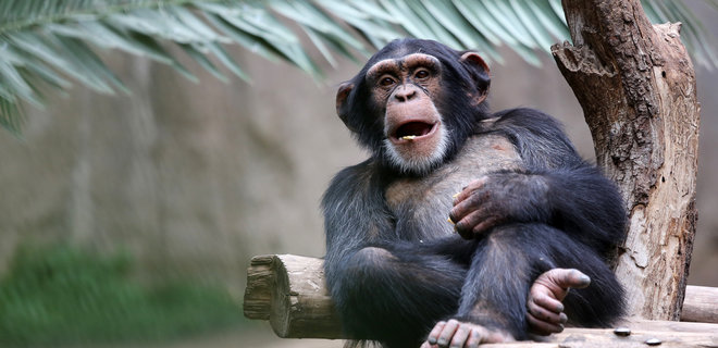 Жести людей та шимпанзе збігаються на 95% – дослідження - Фото