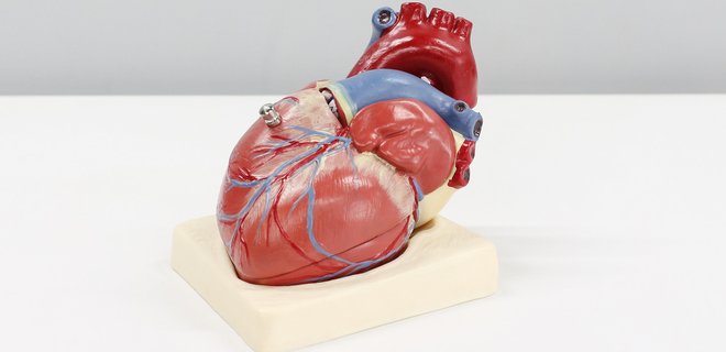 Ученые напечатали на 3D-принтере фрагмент настоящего сердца – видео - Фото