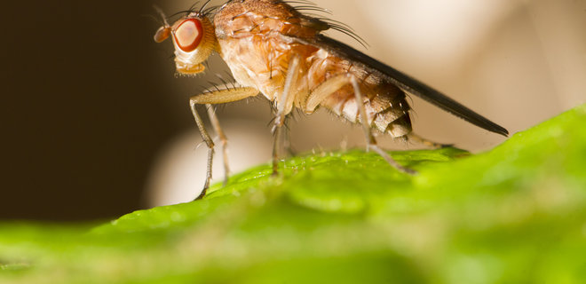Ученые научились дистанционно управлять крыльями плодовых мушек, подключившись к их мозгу - Фото