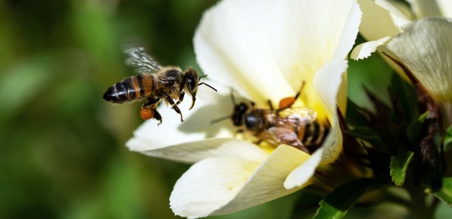 В США одобрили первую в истории вакцину для пчел - Фото