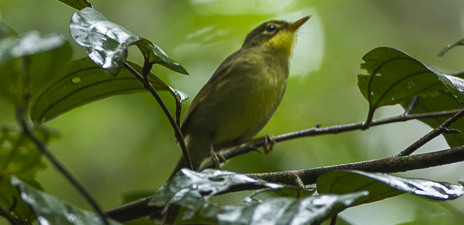 Ученые обнаружили на Мадагаскаре птиц, которых считали вымершими 24 года - Фото