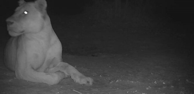 В национальном парке Чада заметили льва, которого считали вымершим – фото - Фото
