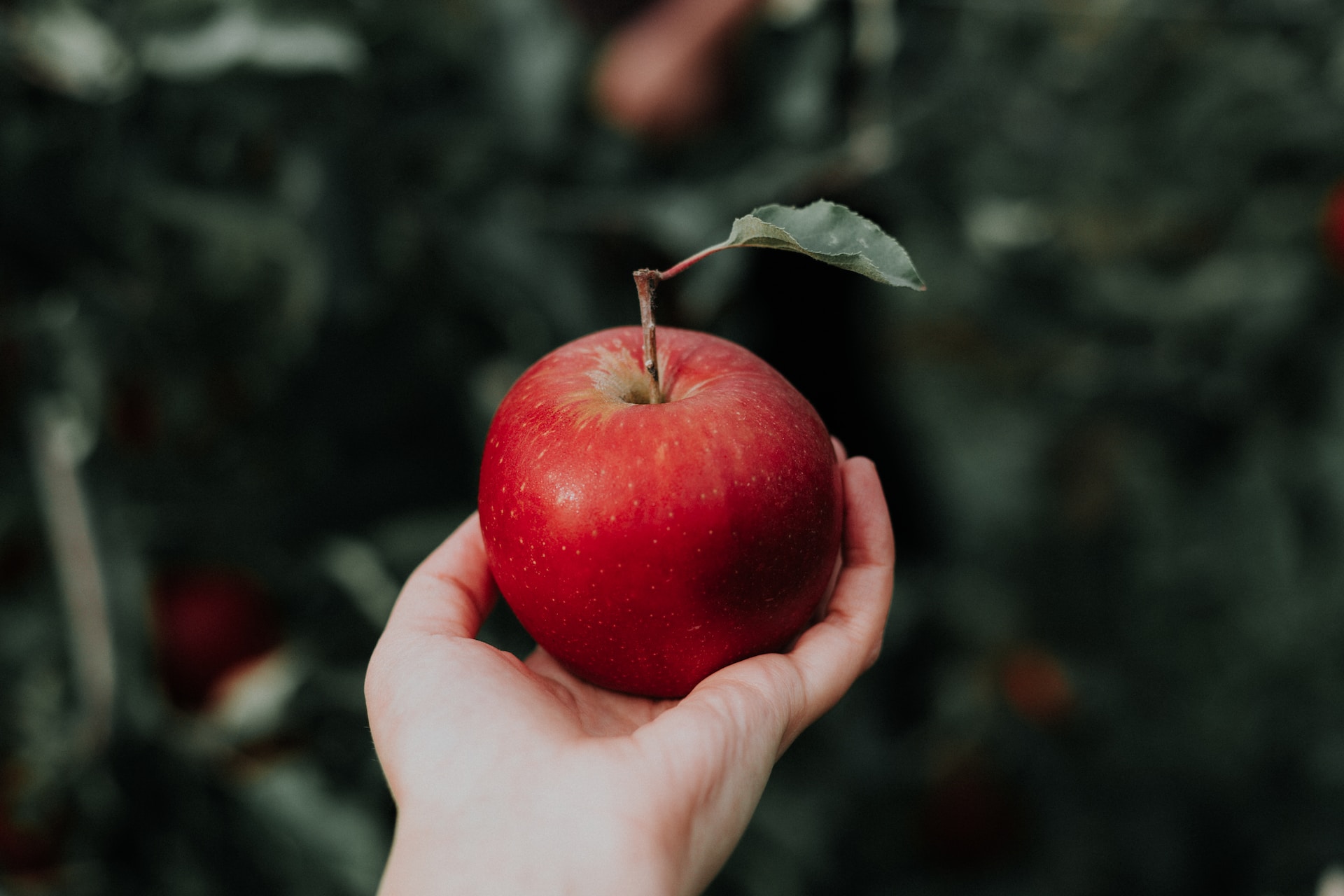 Война за яблоки. Apple судится с фермерами за изображение фруктов – и непонятно, зачем - Фото