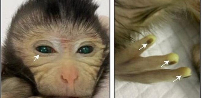 В Китае ученые создали обезьяну-химеру. У нее флуоресцентные глаза и пальцы – фото - Фото